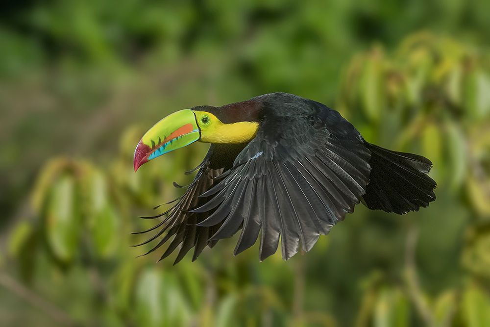 Costa Rica-Keel-billed toucan in flight